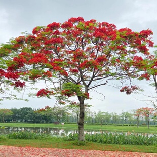 凤凰树凤凰木红花楹门前旺宅树名贵树苗盆栽庭院风景树形庭院大树