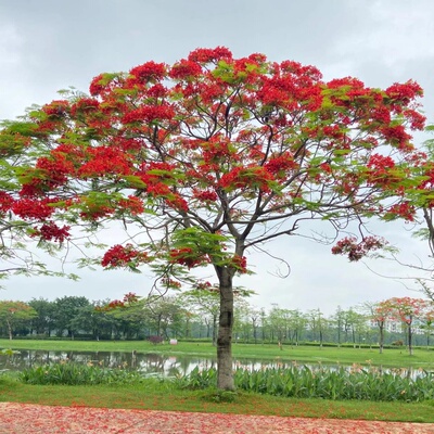 凤凰树凤凰木红花楹门前旺宅树名贵树苗盆栽庭院风景树形庭院大树