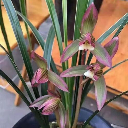 兰花春剑【青城双绝】老种浓香型盆栽K室内客厅阳台花卉绿植