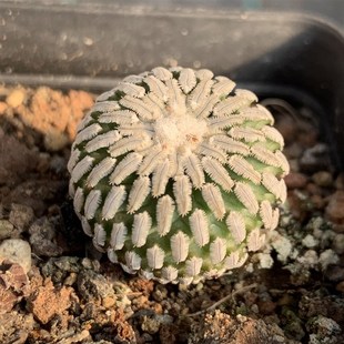 精巧殿仙人球稀有开花r小型娇丽属趴刺不扎手仙人掌桌面小盆栽