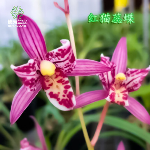 兰花苗建兰红猫蕊蝶带瓷盆种好浓香好养N花卉绿植盆栽桌面兰
