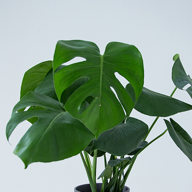 老桩龟背芋d观叶植物办公室内客厅大盆栽绿植物盆景净化空气吸甲