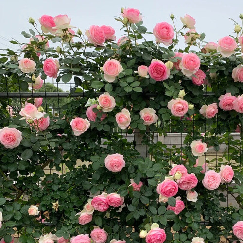 粉龙沙宝石藤本月季花苗粉龙庭院阳台H盆栽爬藤植物蔷薇花苗玫瑰