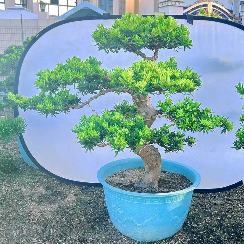 精品雀舌罗汉松盆景老p桩造型大小盆栽 绿植庭院阳台金钻迎客松