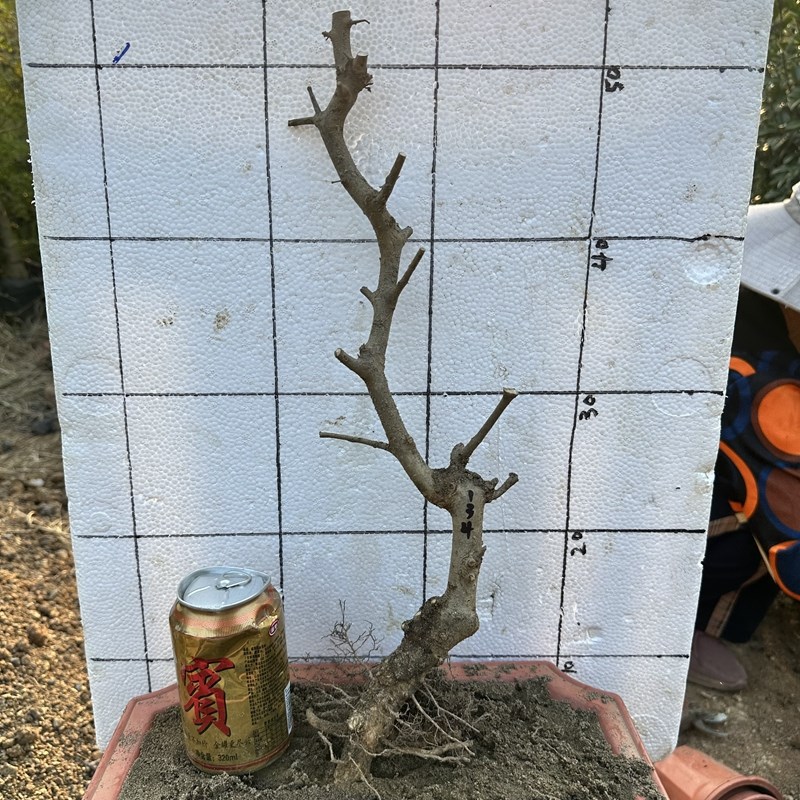 京山对节白蜡盆景素材树矮霸文人大E树型熟桩老桩盆景盆栽一图一