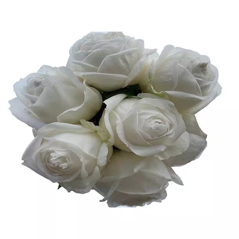 多季开大花浓香月季花苗伊芙w婚礼之路纯白色玫瑰盆栽庭院观花植