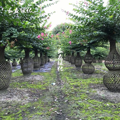 大红紫薇花瓶百日红痒痒树篱w笆桂花花瓶带根编织植物造型紫薇庭