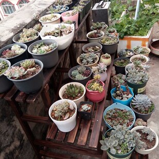 阳台花架实木多层阶梯落地u式碳化防腐木花架多肉植物盆栽花盆架