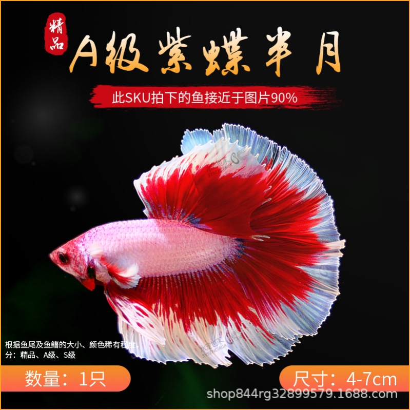 泰国斗鱼活体包邮半月狮王马尾斗鱼抱卵母鱼活体热带鱼观赏小型鱼