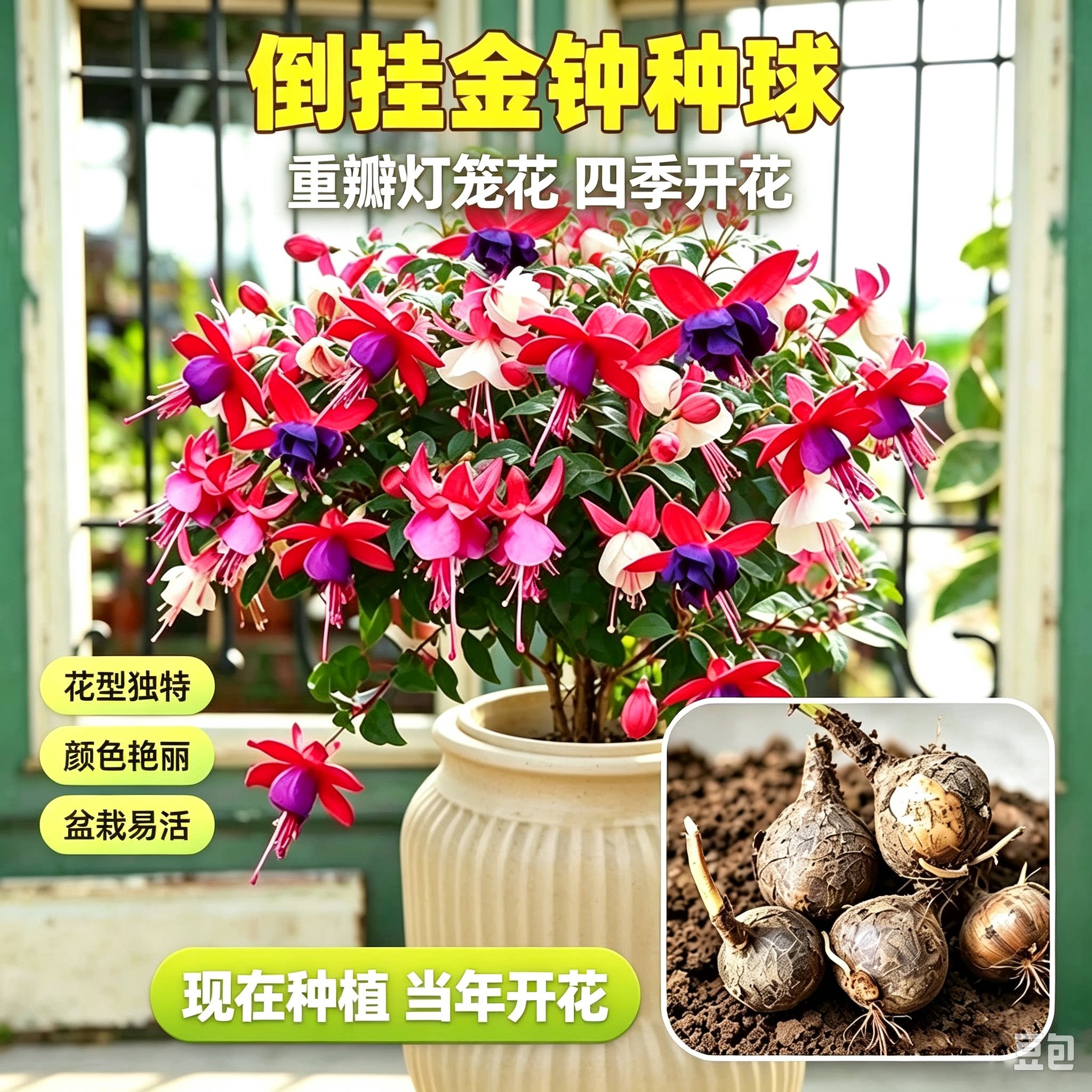 八月新种!混色倒挂金钟种球庭院阳台盆栽花卉南北可种植