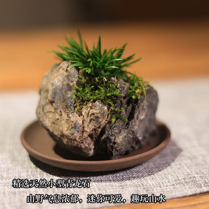 附石菖蒲盆景吸水石绿植贵传苔迷你小盆栽办公室桌面茶室水培植物