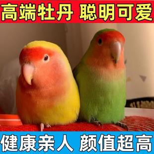 手养鹦鹉牡丹宠物小鸟桃脸鹦鹉活鸟会说话的幼鸟活体活物观赏鸟类