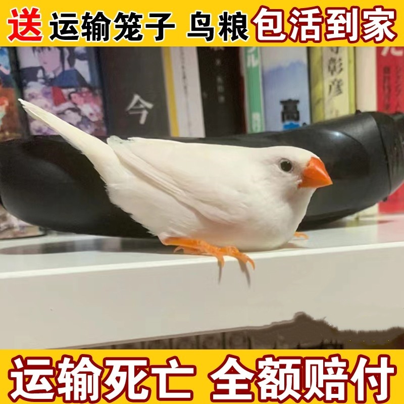 可爱的珍珠鸟一对的可繁殖