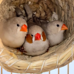 驼色珍珠鸟观赏鸟十姐妹保姆鸟白文鸟灰文鸟一对可繁殖可爱宠物鸟