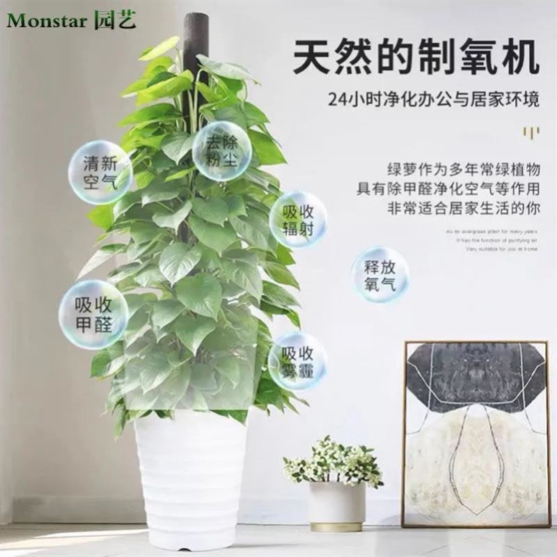 大叶绿萝柱室内办公客厅开业乔迁新居盆栽大N型植物吸甲醛净化空