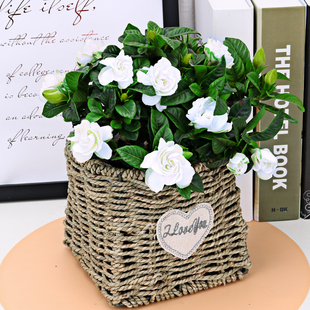 栀子花盆栽 芳h香观花多年生木本植物 室外庭院阳台客厅办公室植