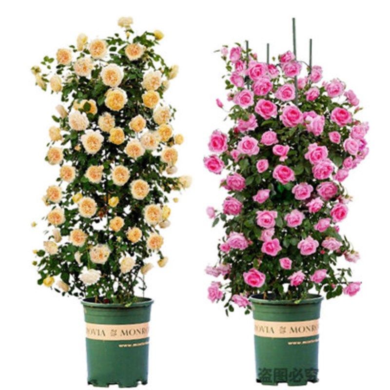 蔷薇花苗大花浓香型花卉庭院阳台爬藤植物花卉盆栽玫X瑰藤本月季,鲜花速递/花卉仿真/绿植园艺,月季/蔷薇/玫瑰,淘宝优惠券,粉丝福利购,淘宝优惠卷