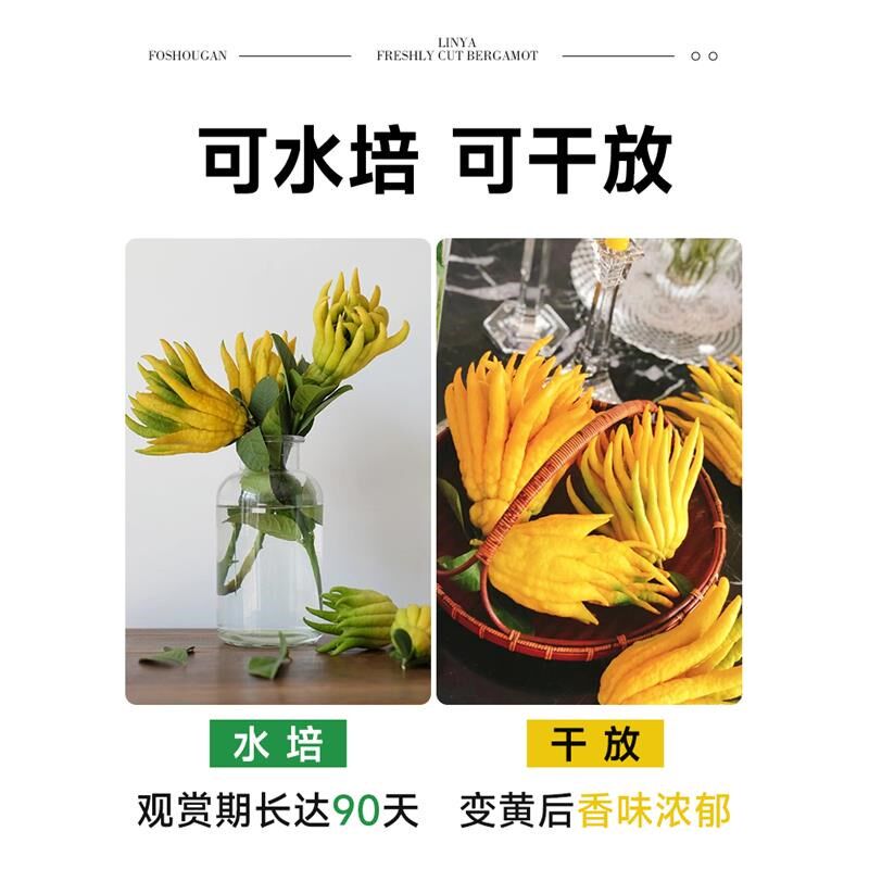 水养带枝带果佛手柑室内水培植物新鲜佛手瓜O绿植盆栽插花观赏闻