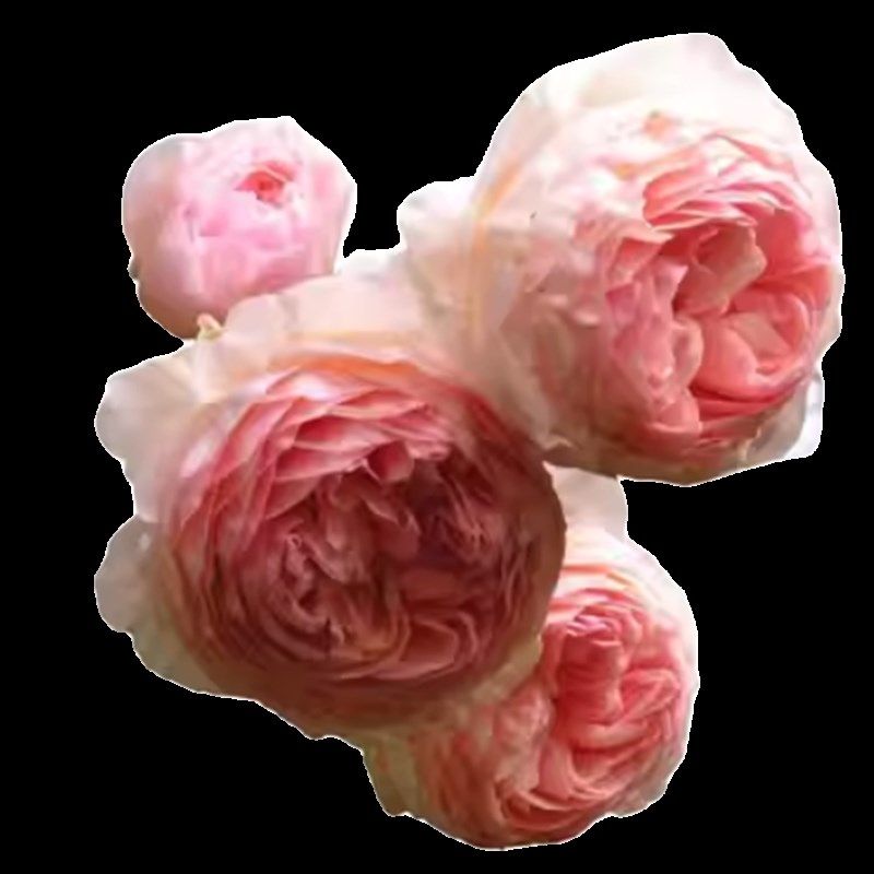 爬藤月季威廉莫里斯藤本玫瑰蔷薇花苗F浓香型多季开花阳台庭院种,鲜花速递/花卉仿真/绿植园艺,月季/蔷薇/玫瑰,淘宝优惠券,粉丝福利购,淘宝优惠卷