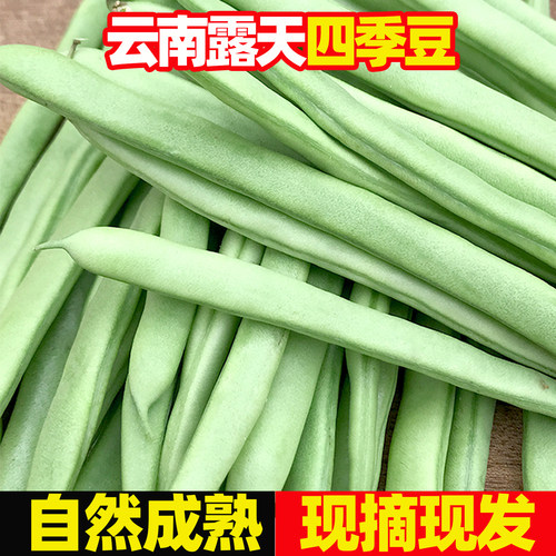 云南四季豆新鲜嫩豆角农家蔬菜