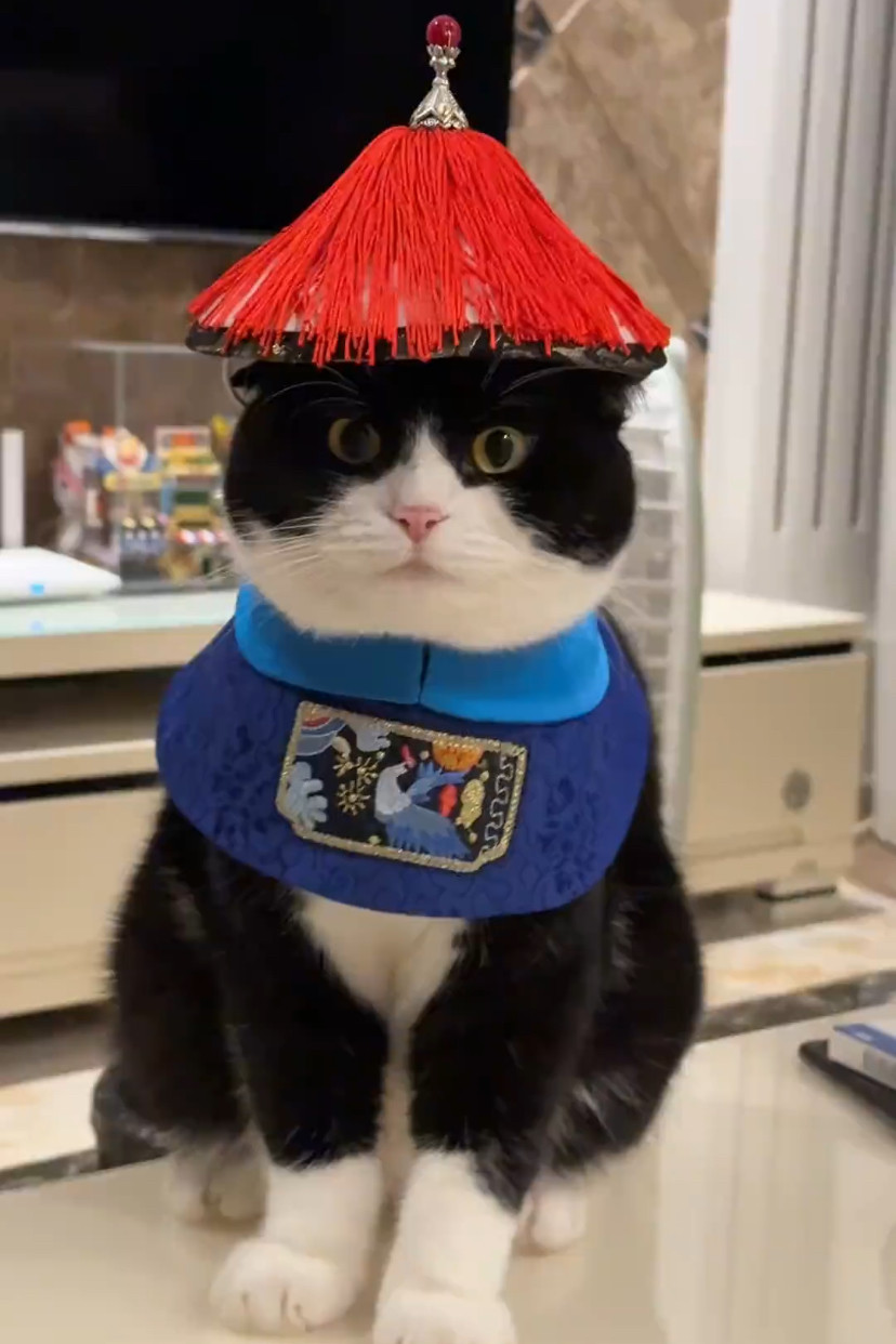 宠物太监服清朝衣服时尚猫帮宠物狗狗鳌拜套装搞怪猫猫衣服帽子