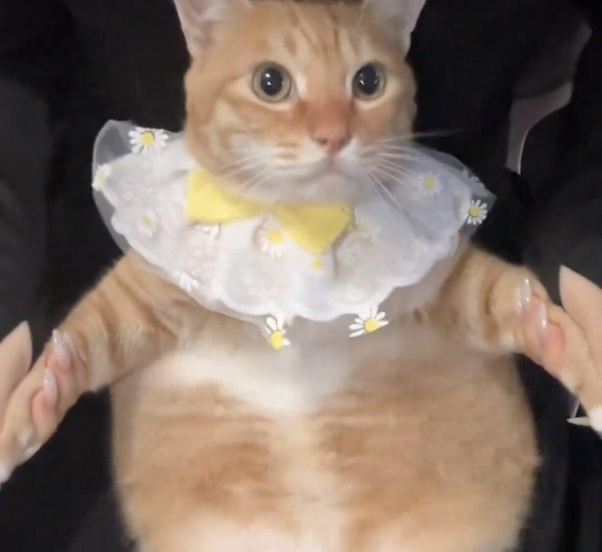 新品围巾宠物围脖猫咪项圈口水蝴蝶结围兜可爱装饰猫猫蕾丝便宜