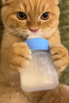 小奶猫专用小狗狗喂奶器小动物幼时用品奶瓶幼猫新生宠物幼犬瓶