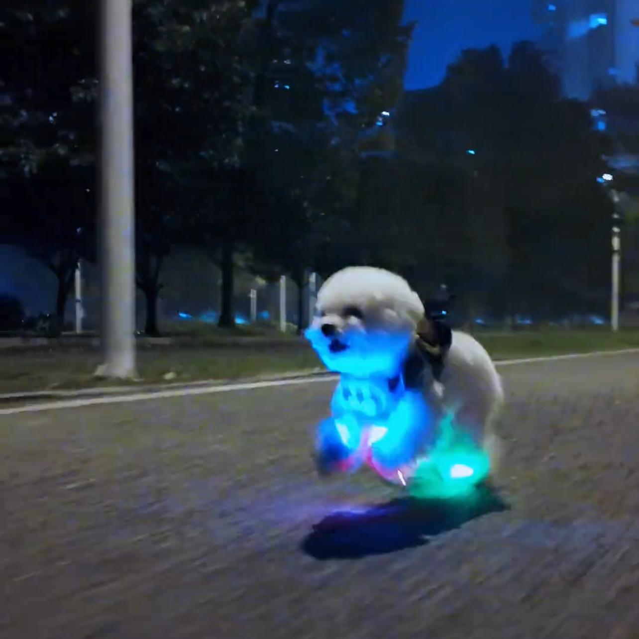 新款便携彩灯夜间遛狗防丢鞋灯狗狗外出鞋灯发光晚上夜灯小型犬