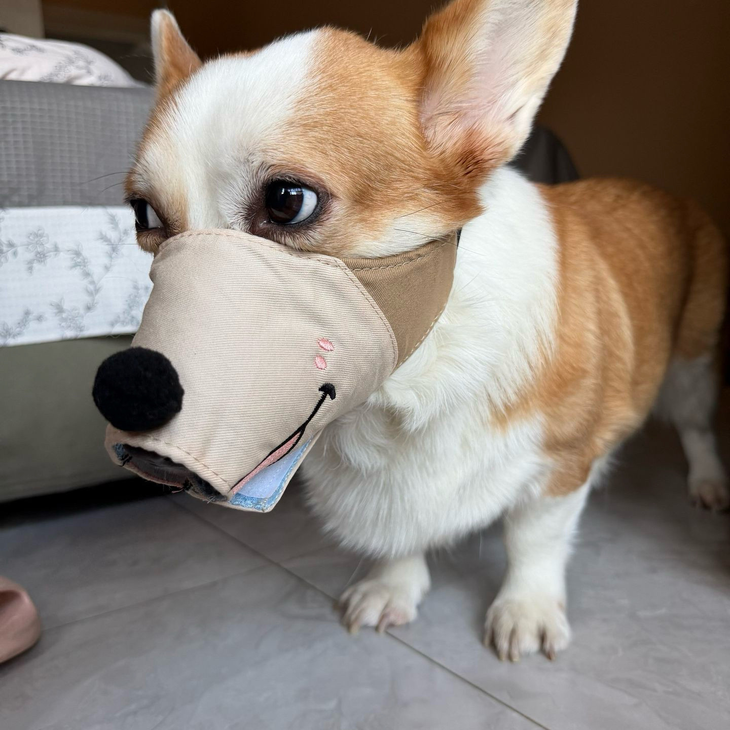 狗狗嘴套嘴罩防咬防叫止吠口罩新款可爱狗狗脸基尼宠物用品