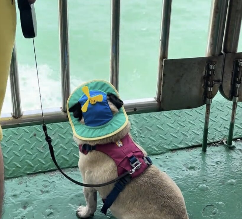 狗狗宠物狗帽子耳朵小型犬泰迪棒球帽遮阳猫咪小狗鸭舌帽宠物柯基