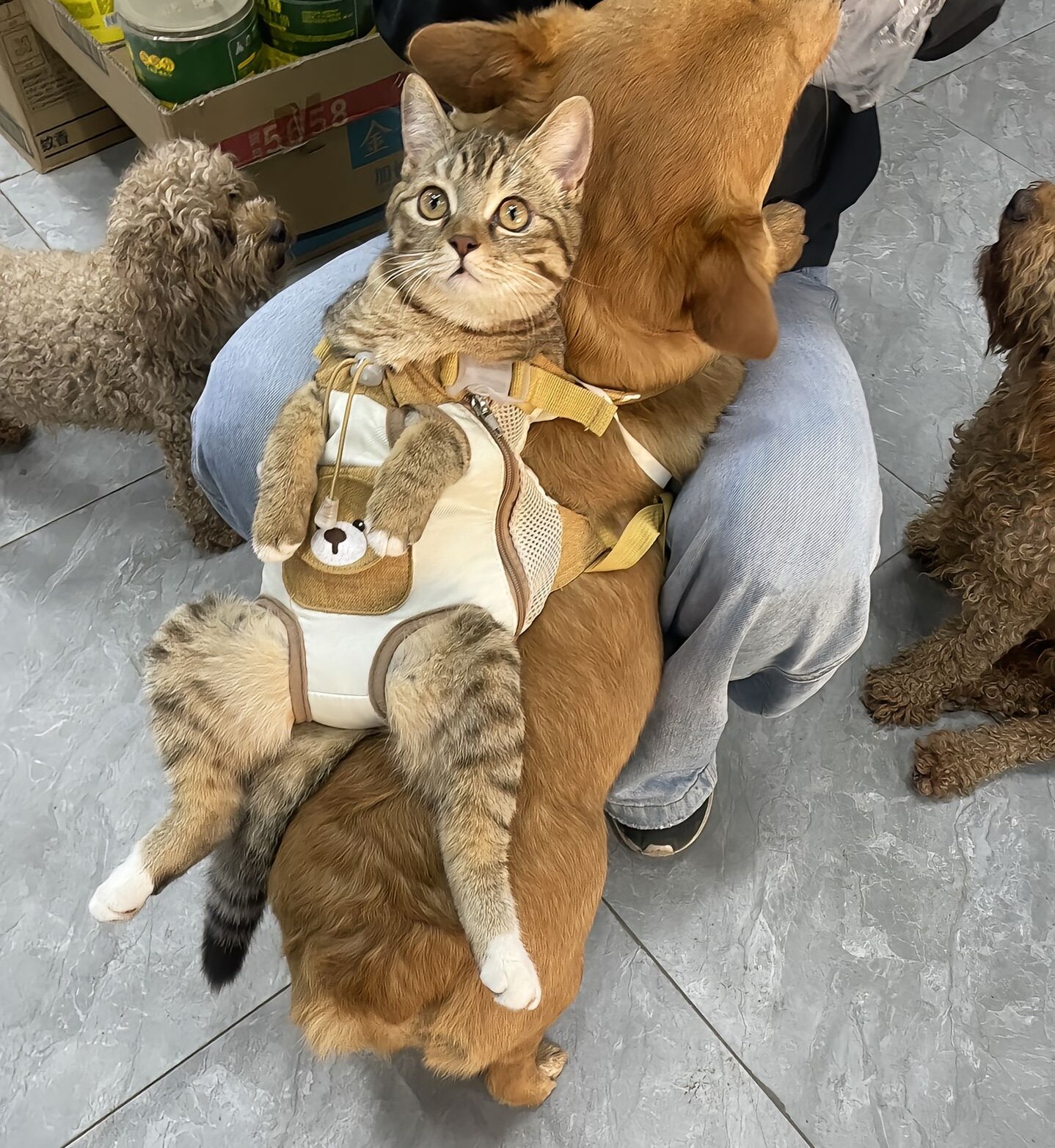 猫咪外出便携背包宠物包中小型犬胸前携带泰迪比熊狗狗专用双肩包