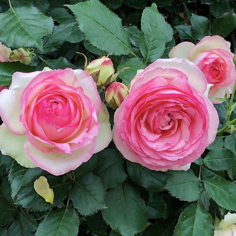 粉色龙沙宝石藤本月季攀援阳台庭院花P园植物花卉盆栽苗,鲜花速递/花卉仿真/绿植园艺,月季/蔷薇/玫瑰,淘宝优惠券,粉丝福利购,淘宝优惠卷