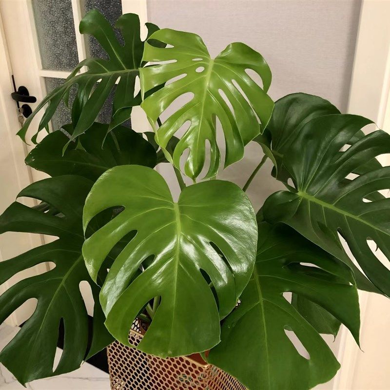 龟背芋大型绿植室内盆栽客厅办公室E好养活观叶植物除甲醛净化空,鲜花速递/花卉仿真/绿植园艺,大型绿植/成品组合盆栽,淘宝优惠券,粉丝福利购,淘宝优惠卷