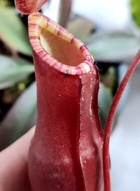 花唇红奇异猪笼草食虫植物低地品种非常可爱漂亮V的笼子稀有绿植