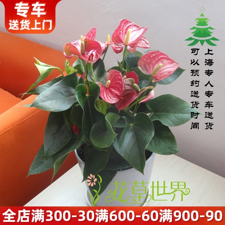 红掌盆栽花烛火鹤花四季常开D观花植物多年生室内花卉盆景,鲜花速递/花卉仿真/绿植园艺,时令草本花卉,淘宝优惠券,粉丝福利购,淘宝优惠卷