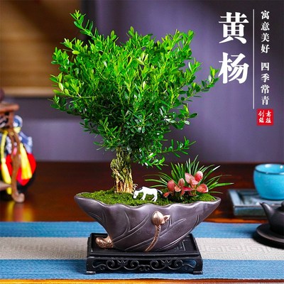 黄杨盆景雀舌造型净化空气盆栽绿植J室内客厅好养树桩植物