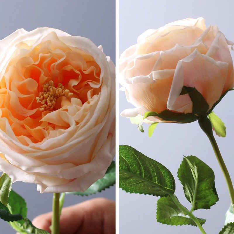 3枝过胶手感保湿仿m真花奥斯汀玫瑰月季假花家居装饰婚庆花卉 包,家居饰品,仿真花/假花,淘宝优惠券,粉丝福利购,淘宝优惠卷