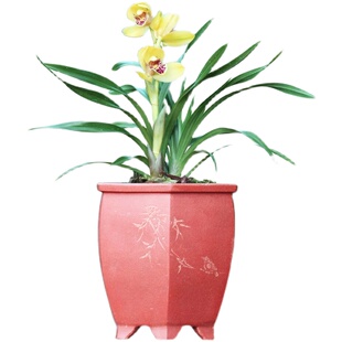 大花蕙兰惠兰中矮种金中国黄色兰花苗带花苞花包发V货盆栽精品名