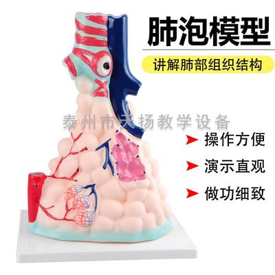 33210肺泡模型 肺泡放大解剖模型 肺解剖模型 呼吸系统人体器官