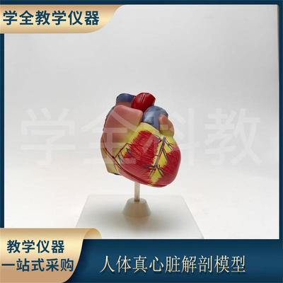 人体真心脏解剖模型模具1:1人体心脏教学模型教学仪器教学用品