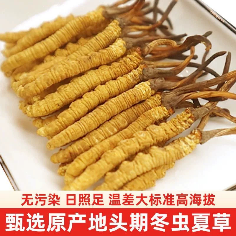 头期新鲜冬虫夏草官方旗舰店正品头期鲜虫草礼盒装1根/克干草