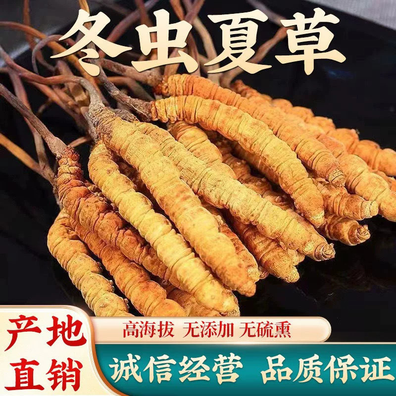 正宗野生西藏那曲冬虫夏草正品高海拔虫草正品冬虫草干货泡酒料茶