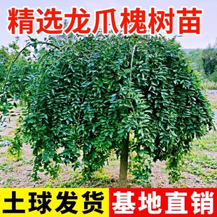 龙爪槐树苗黄金槐庭院绿化大型工程苗木园林洋槐嫁接金枝花刺国槐