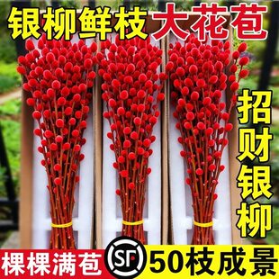 2026银柳真花鲜枝批发干花客厅摆件红色年宵花卉新年氛围装饰水培