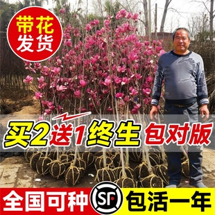 紫玉兰花树苗盆栽红白黄玉兰花苗室外庭院耐寒植物绿化广玉兰花卉