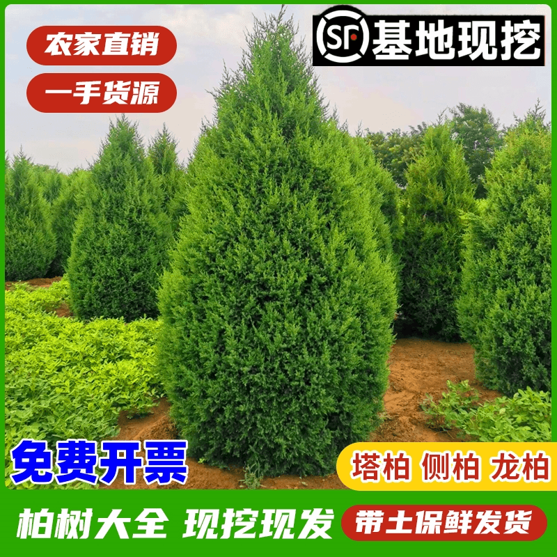 塔柏树苗带土球现挖现发