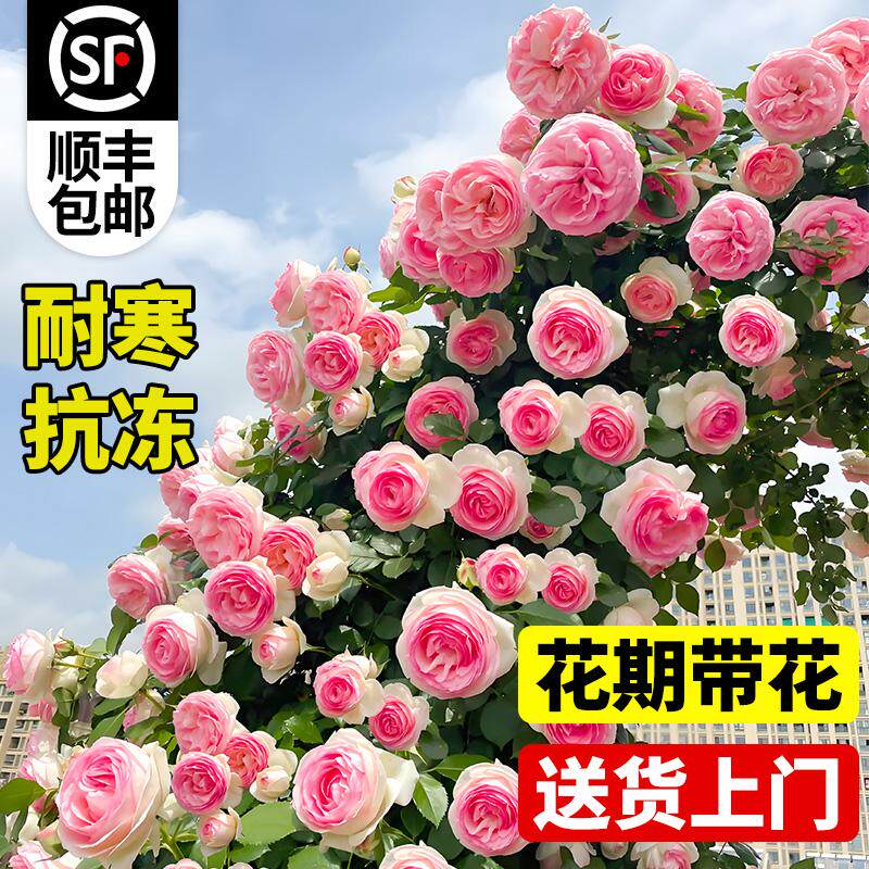 蔷薇花苗爬藤四季多花大苗庭院蒂娜爬墙藤本龙沙宝石月季花苗盆栽