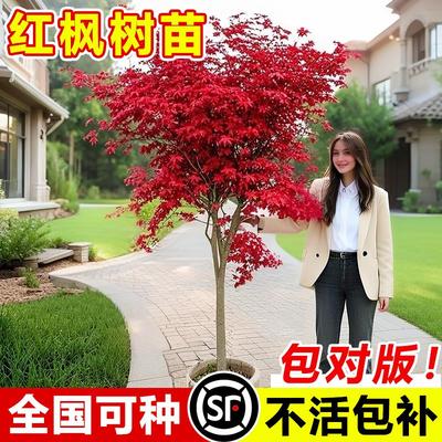 日本红枫树苗四季舞姬风景