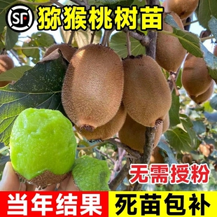 红心软枣猕猴桃树果苗弥猕猴桃苗嫁接南北方种植猕猴桃苗当年结果