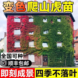 爬山虎树苗爬藤植物四季常青不落叶种子紫藤凌霄花苗爬墙藤蔓绿植
